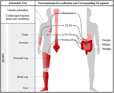 Quantitative gastrointestinal function and corresponding symptom profiles in autonomic neuropathy